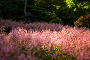 2012 08-Victoria BC Butchart Gardens Field